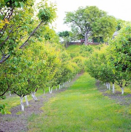 A special adhesive and high viscosity substance has been developed by blending KEMAT polybutenes and polyisobutylenes as raw materials. It can be used for crop protection: applied as an adhesive paint on the trunks of fruit bearing trees for capturing small crawling organisms as well as pest control: applied to pasteboards to capture flies and mosquitoes.
